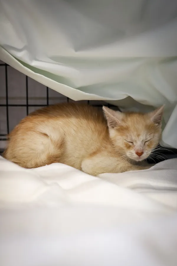 Znaleziono kota, Sosnowiec, 4 czerwca 2025 (3/4)