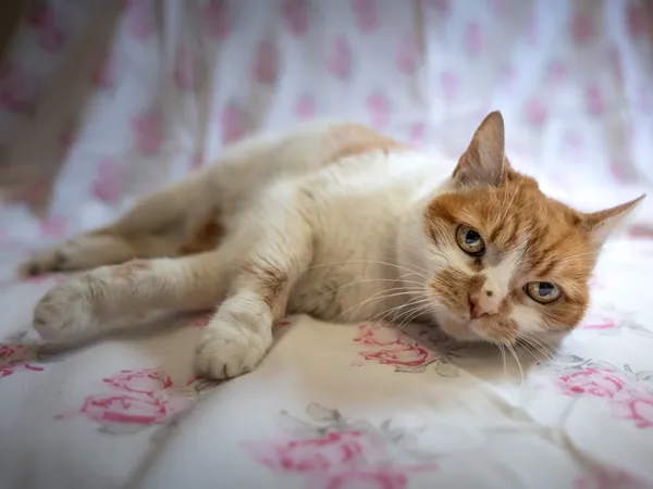 Znaleziono kota, Sosnowiec, 6 czerwca 2025 (3/5)