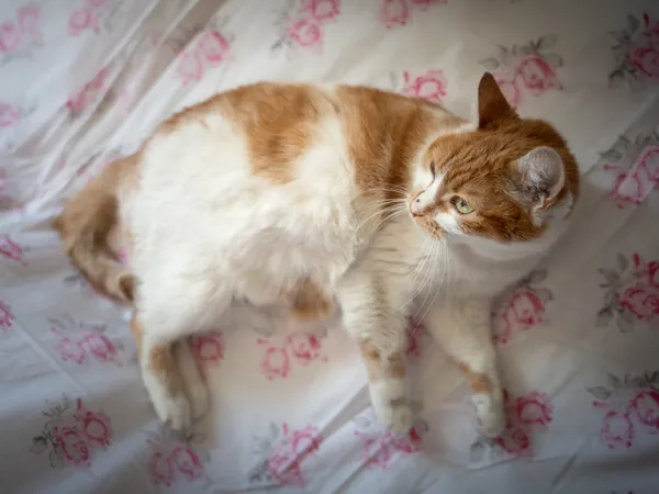 Znaleziono kota, Sosnowiec, 6 czerwca 2025 (4/5)