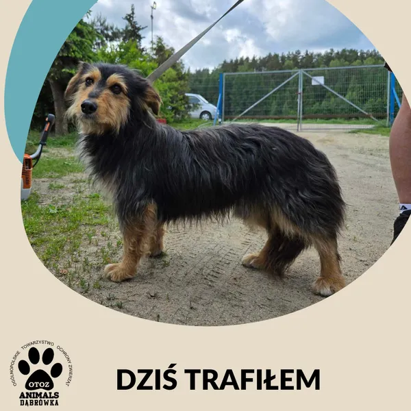 Znaleziono psa, Dąbrówka, 7 czerwca 2025