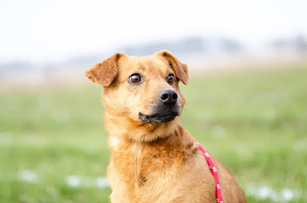 Oddam psa, Olsztyn, Osiedle Tadeusza Kościuszki, 8 czerwca 2025 (1/5)