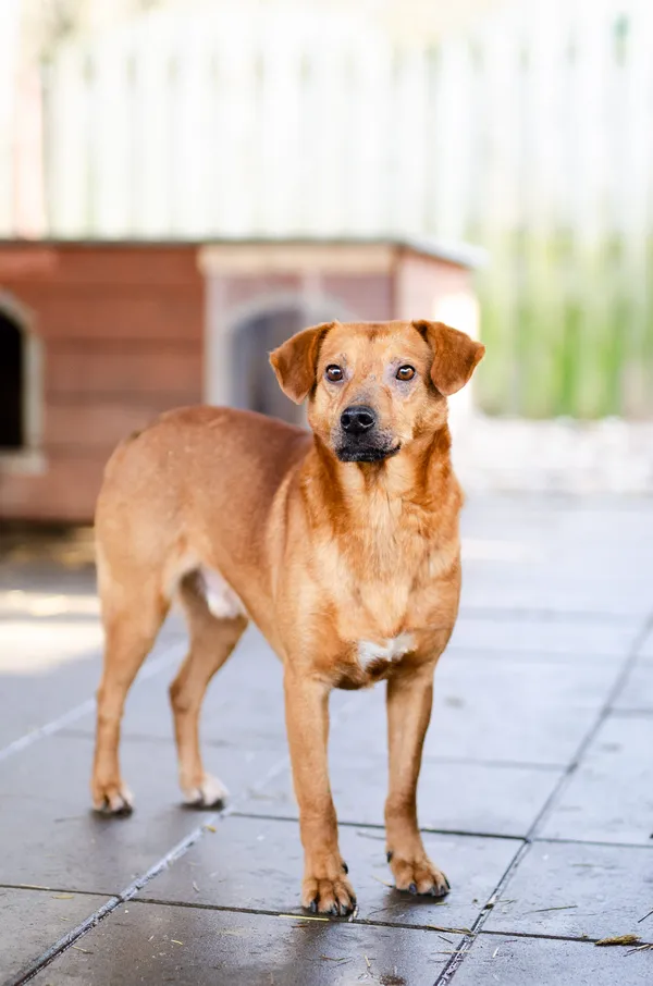 Oddam psa, Olsztyn, Osiedle Tadeusza Kościuszki, 8 czerwca 2025 (3/5)