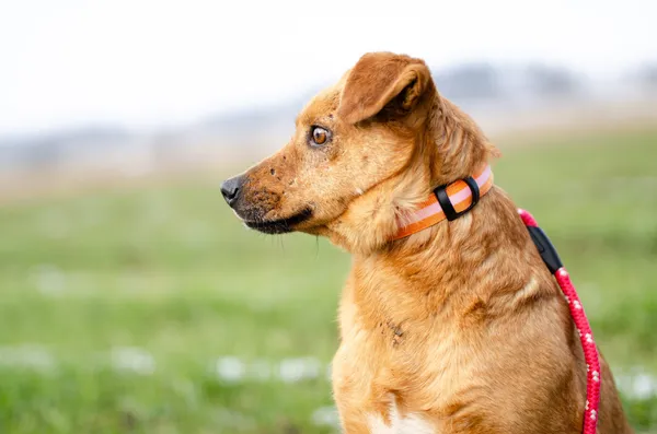 Oddam psa, Olsztyn, Osiedle Tadeusza Kościuszki, 8 czerwca 2025 (5/5)