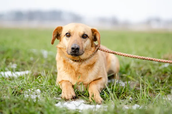 Oddam psa, Olsztyn, Kormoran, 8 czerwca 2025 (1/4)