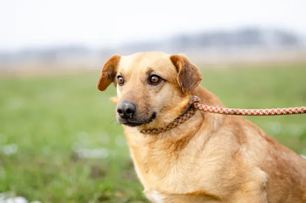 Oddam psa, Olsztyn, Kormoran, 8 czerwca 2025 (4/4)