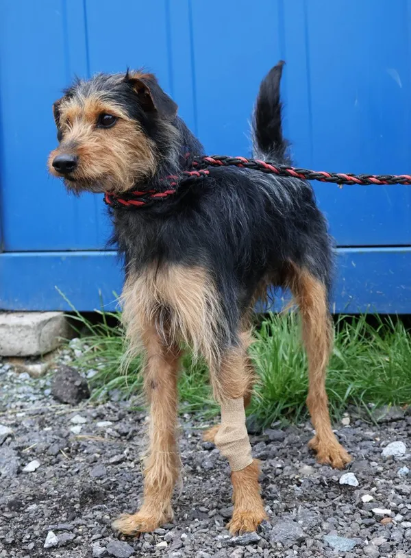 Znaleziono psa, Łódź, 8 czerwca 2025 (2/5)