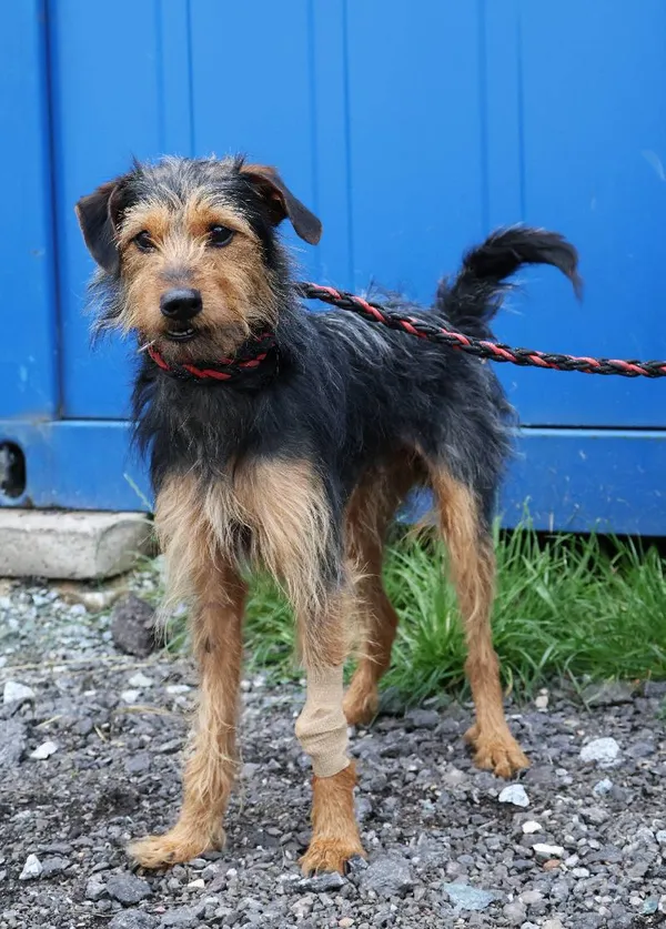 Znaleziono psa, Łódź, 8 czerwca 2025 (3/5)