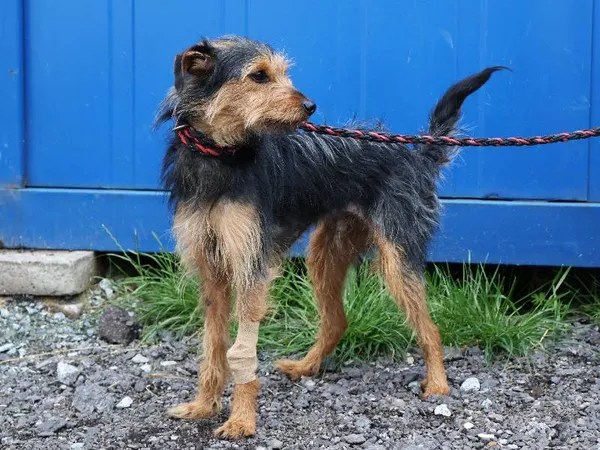 Znaleziono psa, Łódź, 8 czerwca 2025 (4/5)