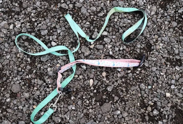 Znaleziono psa, Łódź, 8 czerwca 2025 (5/5)