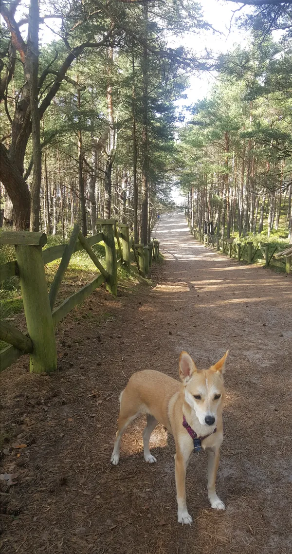 Zaginął pies, Wrocław, Zalesie, 8 czerwca 2025 (1/3)