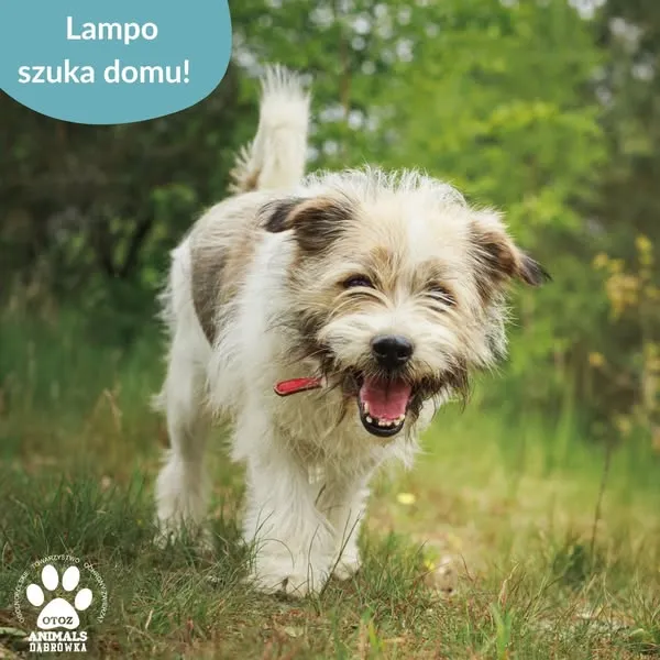 Pies do adopcji, Dąbrówka, 8 czerwca 2025 (4/5)