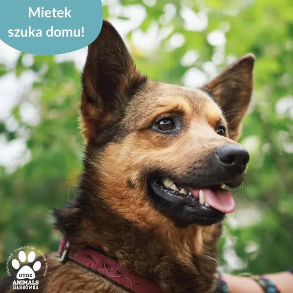 Pies do adopcji, Dąbrówka, 8 czerwca 2025 (1/5)
