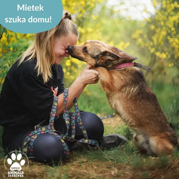 Pies do adopcji, Dąbrówka, 8 czerwca 2025 (2/5)