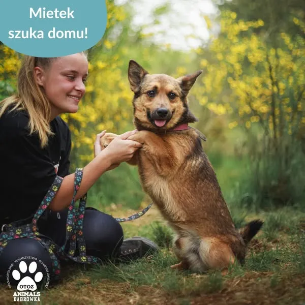 Pies do adopcji, Dąbrówka, 8 czerwca 2025 (3/5)