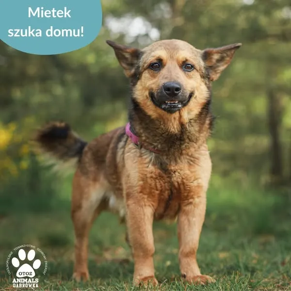 Pies do adopcji, Dąbrówka, 8 czerwca 2025 (4/5)