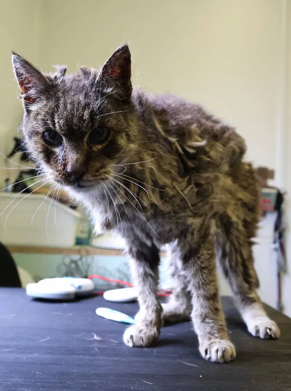 Znaleziono kota, Łódź, 8 czerwca 2025