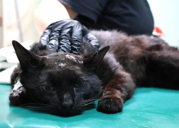 Znaleziono kota, Łódź, 8 czerwca 2025