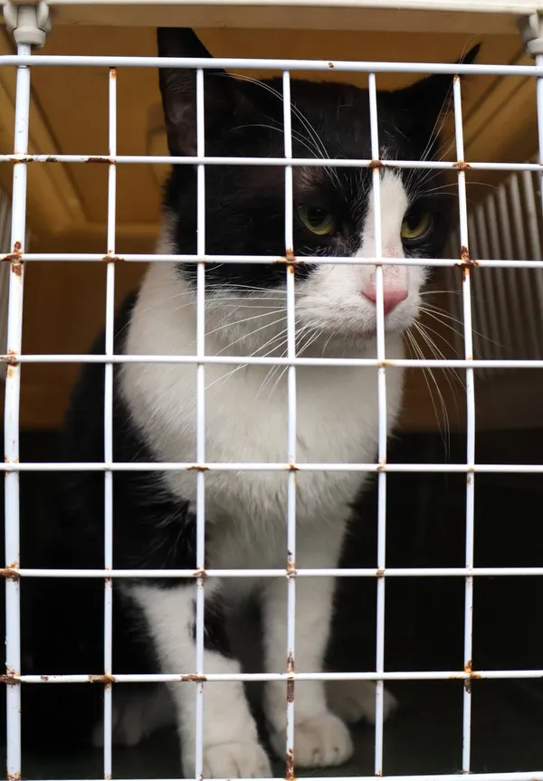 Znaleziono kota, Łódź, 8 czerwca 2025 (1/3)