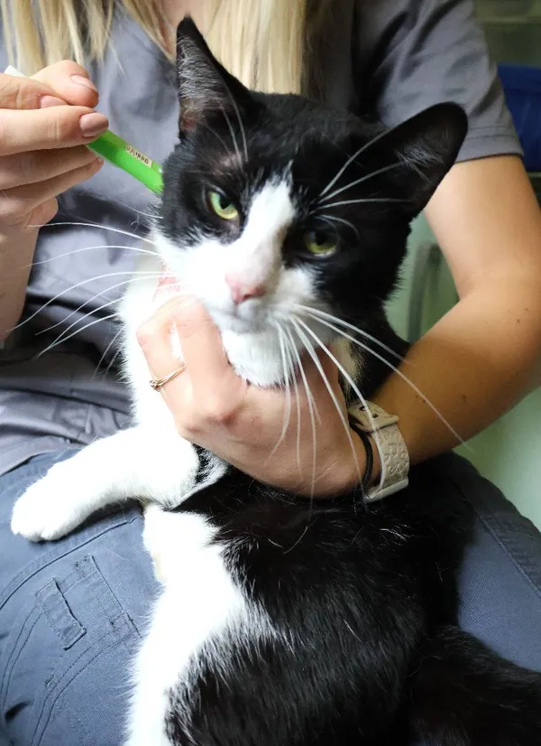 Znaleziono kota, Łódź, 8 czerwca 2025 (2/3)