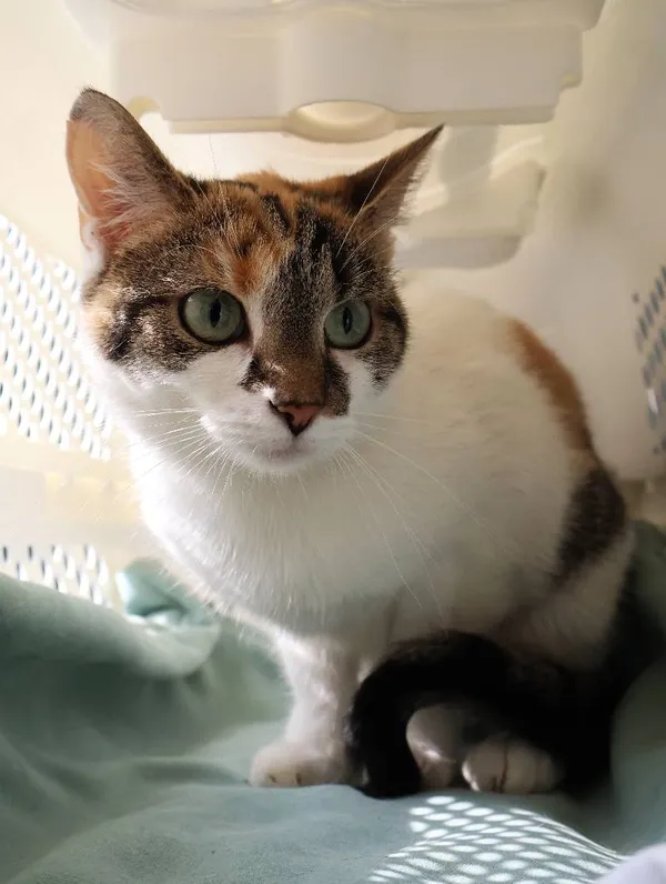 Znaleziono kota, Łódź, 7 czerwca 2025 (1/3)