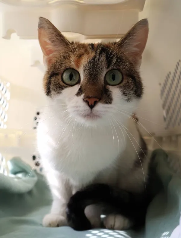 Znaleziono kota, Łódź, 7 czerwca 2025 (2/3)