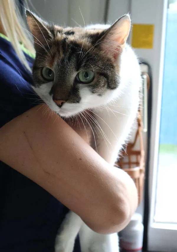 Znaleziono kota, Łódź, 7 czerwca 2025 (3/3)