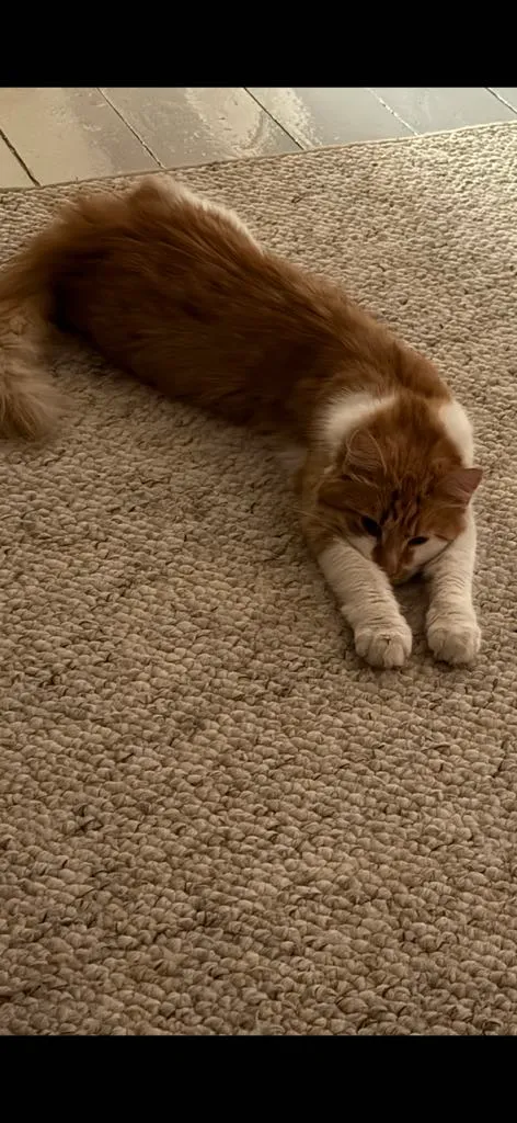 Zaginął kot, Łódź, 8 czerwca 2025