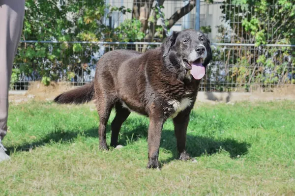 Znaleziono psa, Lublin, 8 czerwca 2025