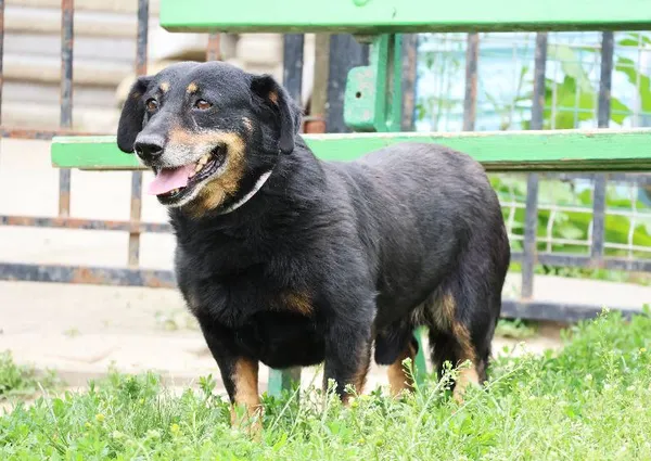 Znaleziono psa, Łódź, 8 czerwca 2025 (4/5)