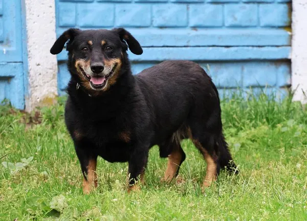 Znaleziono psa, Łódź, 8 czerwca 2025 (5/5)