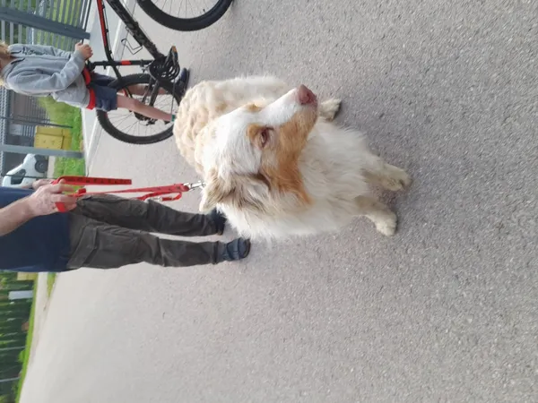 Znaleziono psa, Łódź, 8 czerwca 2025