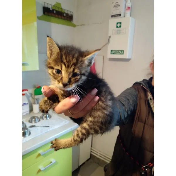 Znaleziono kota, Białystok, 8 czerwca 2025