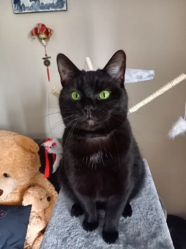 Zaginął kot, Toruń, Podgórz, 9 czerwca 2025