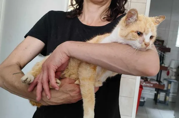 Znaleziono kota, Toruń, 8 czerwca 2025