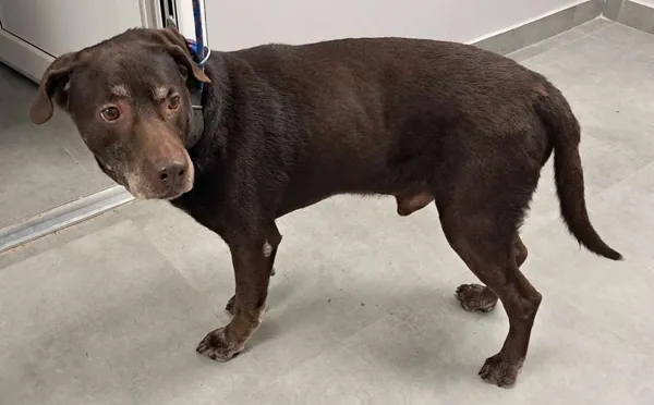 Znaleziono psa, Toruń, 6 czerwca 2025