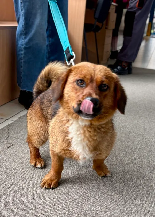 Znaleziono psa, Gdańsk, 9 czerwca 2025