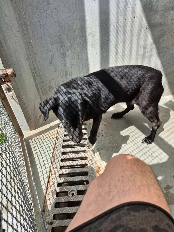 Znaleziono psa, Lublin, 8 czerwca 2025