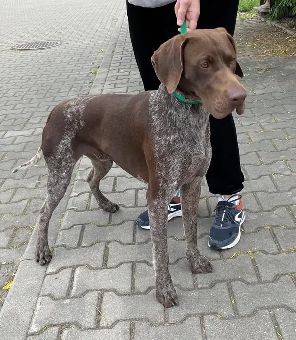 Znaleziono psa, Lublin, 9 czerwca 2025