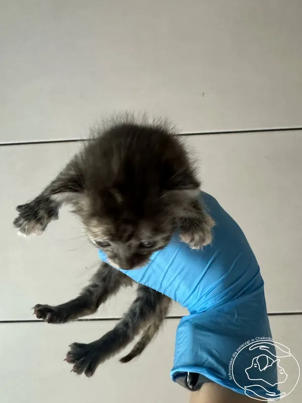 Znaleziono kota, Chełmek, 8 czerwca 2025