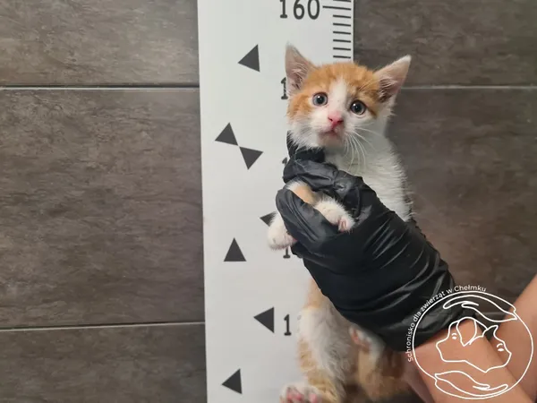 Znaleziono kota, Chełmek, 8 czerwca 2025