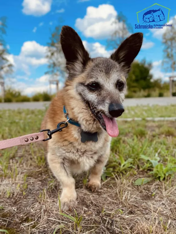 Znaleziono psa, Szczecin, 9 czerwca 2025 (1/3)