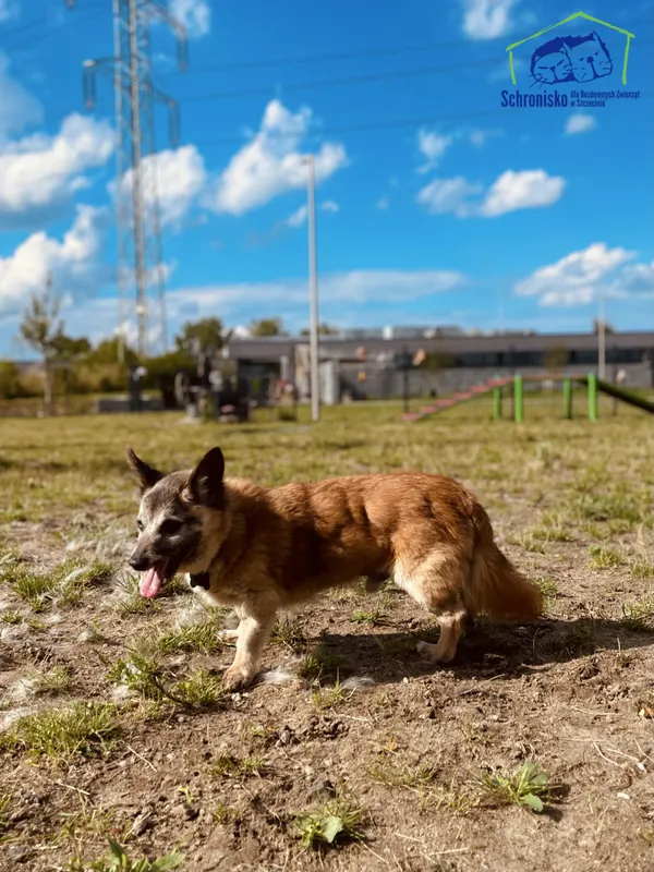Znaleziono psa, Szczecin, 9 czerwca 2025 (3/3)