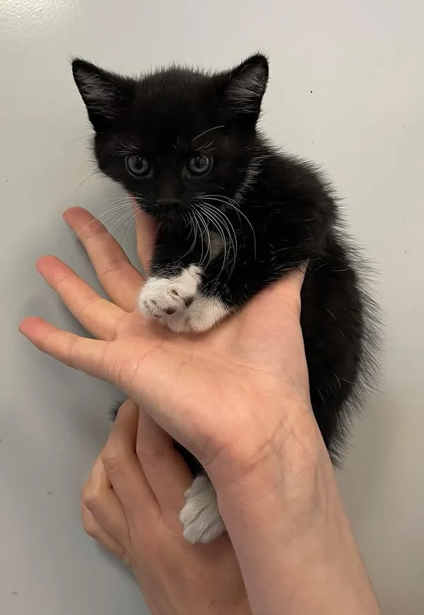 Znaleziono kota, Lublin, 8 czerwca 2025