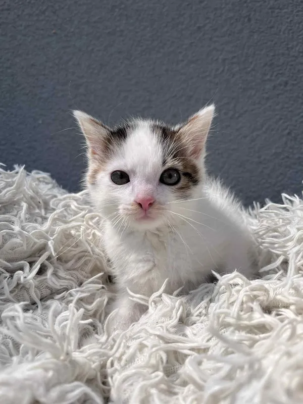 Kot do adopcji, Włocławek, 8 czerwca 2025 (4/5)