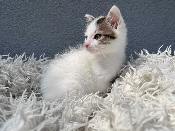 Kot do adopcji, Włocławek, 8 czerwca 2025 (5/5)