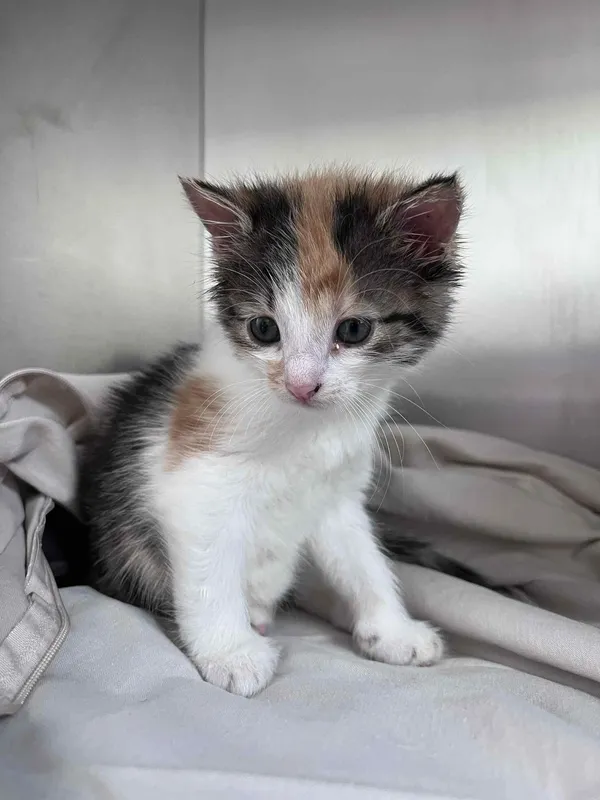 Kot do adopcji, Włocławek, 8 czerwca 2025 (1/5)