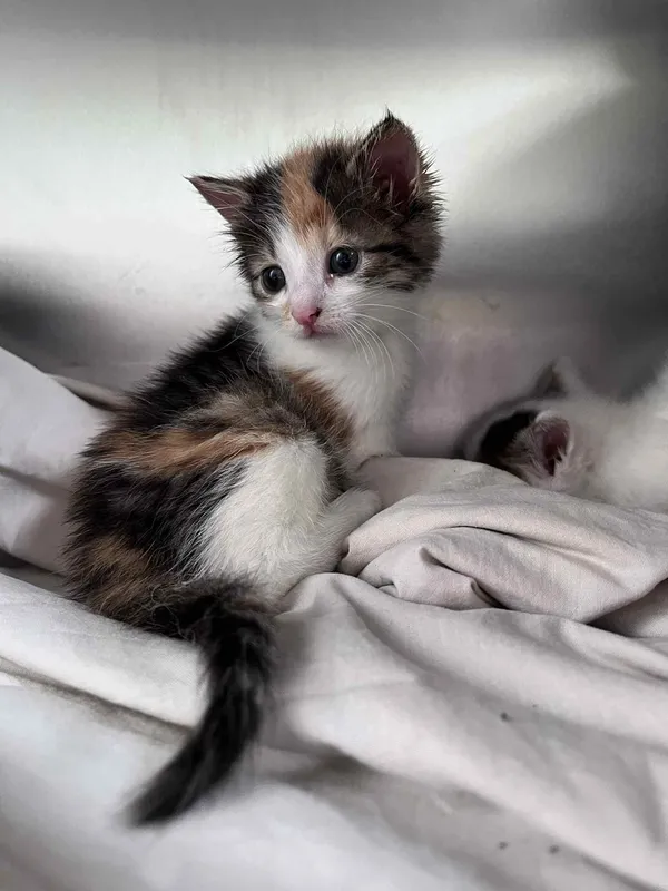 Kot do adopcji, Włocławek, 8 czerwca 2025 (2/5)