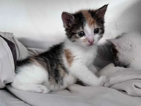 Kot do adopcji, Włocławek, 8 czerwca 2025 (3/5)