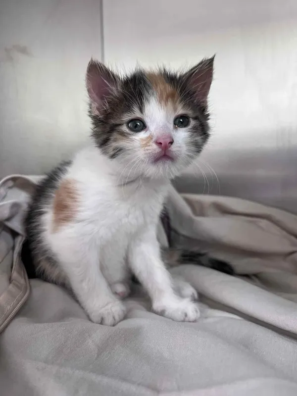 Kot do adopcji, Włocławek, 8 czerwca 2025 (5/5)