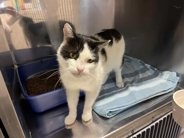 Kot do adopcji, Włocławek, 7 czerwca 2025 (1/3)